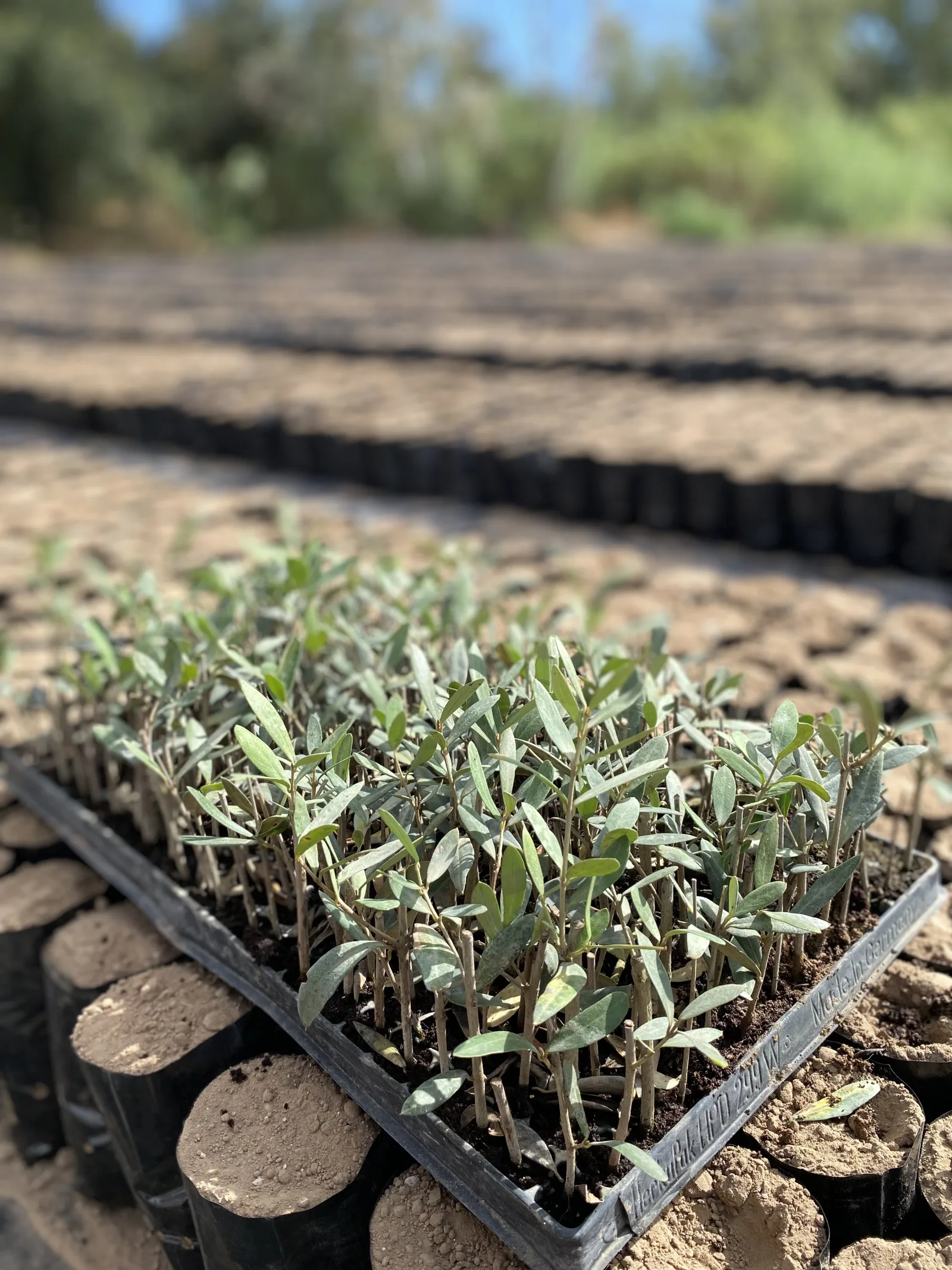 Proyecto de finca de Medifer