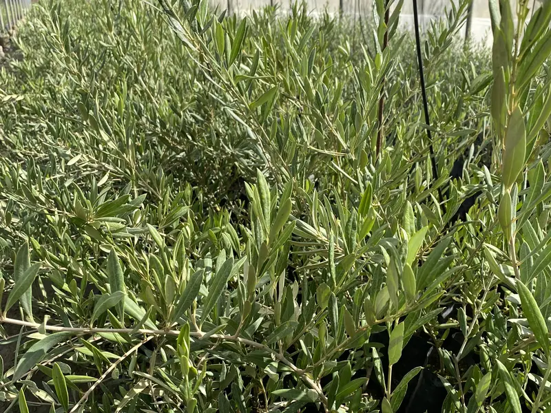 Olivos j&oacute;venes en maceta dentro de la nave de cultivo