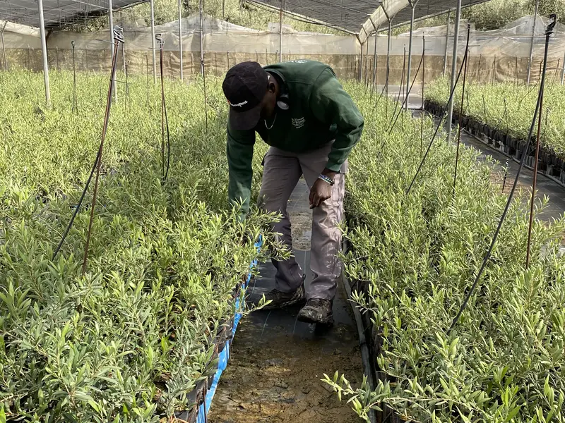 Operario trabajando entre l&iacute;neas de plantones de olivo