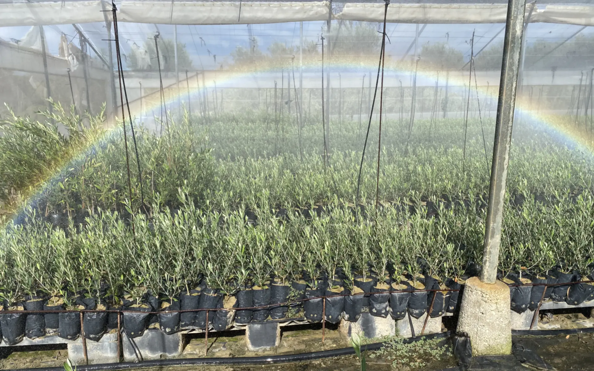 Plantones de olivo en las naves del vivero de Medifer en Puente Genil (Córdoba), listos para plantación en seto